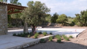 plantation d'un olivier et de lavandes