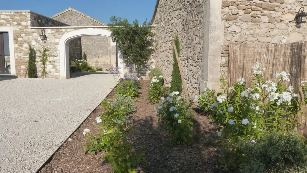 Massif fleuri avec agapanthes et rosiers blancs délimité par une bordure en fer le long d’une allée en gravier