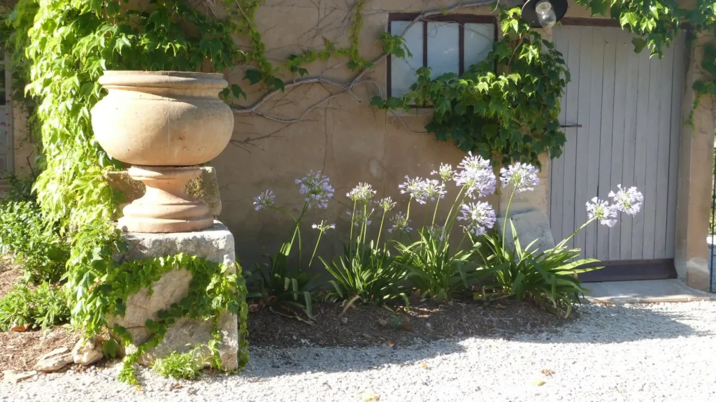 Massif fleuri avec agapanthes au pied d’une maison provençale végétalisée dans le Luberon