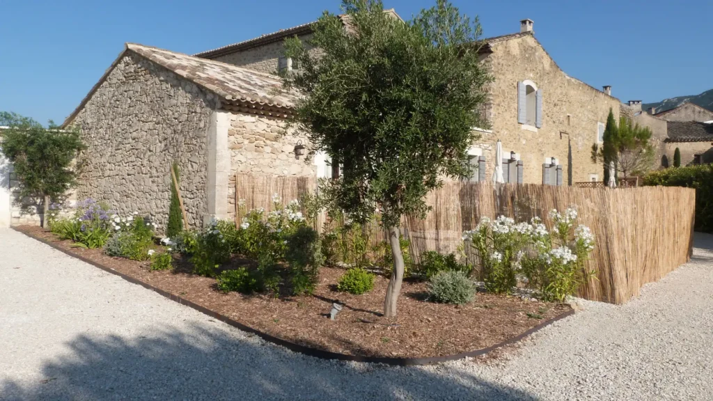 Massif paysager avec olivier, fleurs blanches et paillage bois le long d’une maison provençale en pierre
