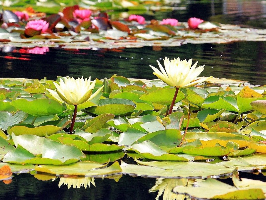 nénuphar jaune plante aquatique bassin agrément paysagiste