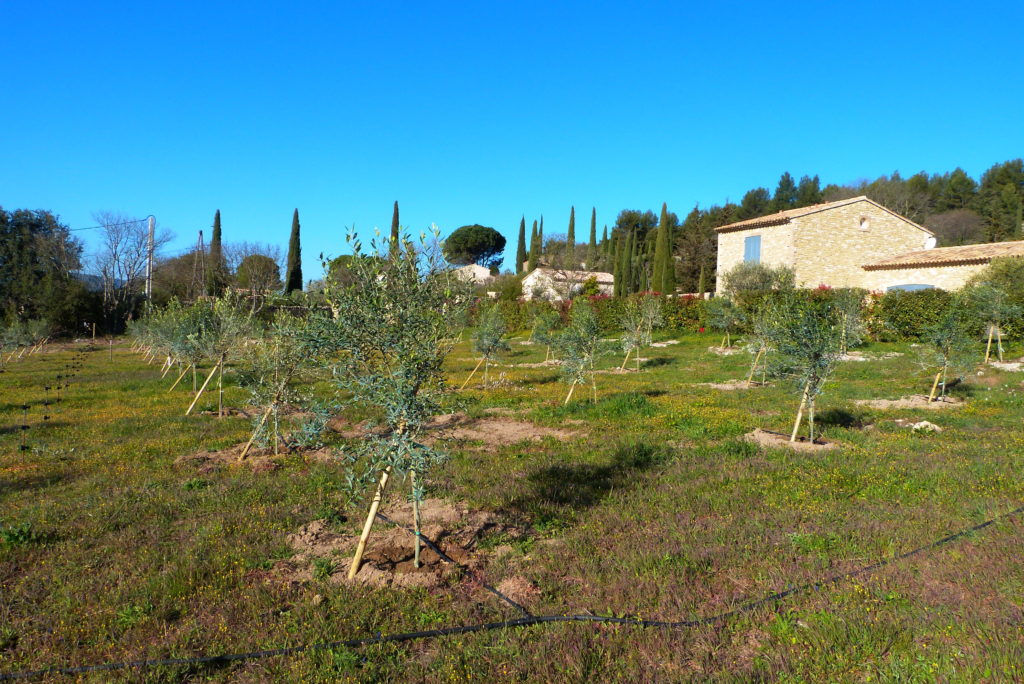 plantation olivier oliveraie