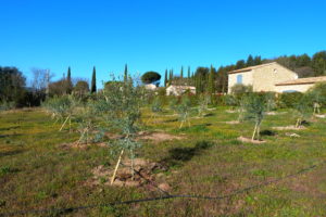 plantation champ olivier gordes
