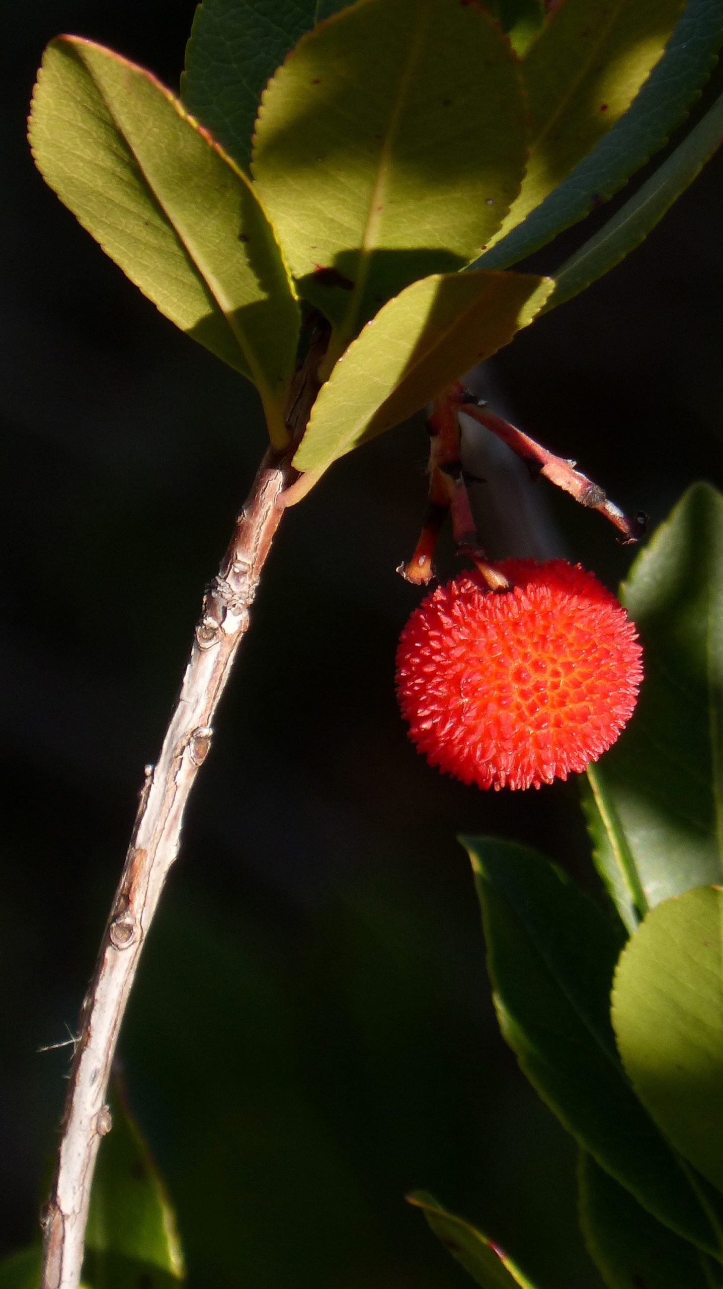 arbouse arbousier fruit jardin sec