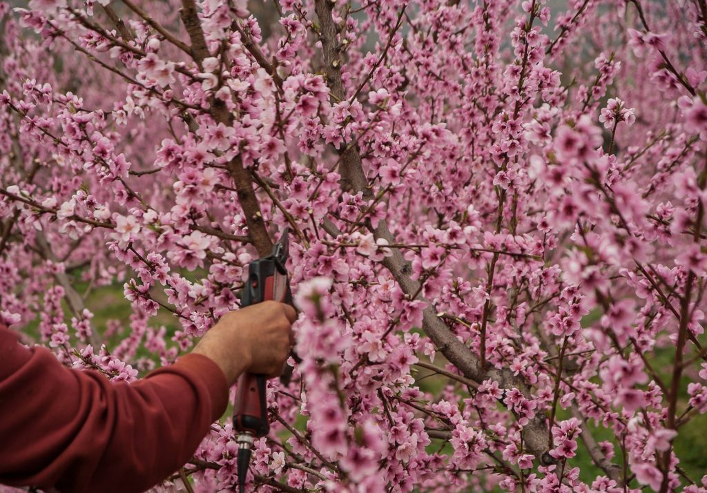 taille arbre fruitier cerisier