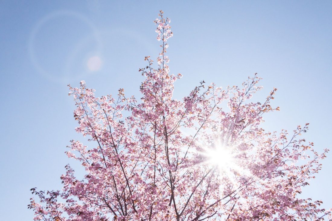 taille arbre cerisier