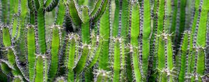 pantes jardin sec cactus