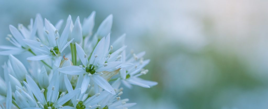 amenager jardin sec plante aromatique