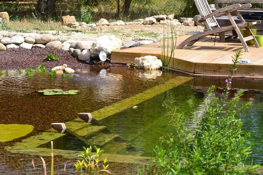 Bassin naturel avec plantes aquatiques et terrasse en bois dans un jardin