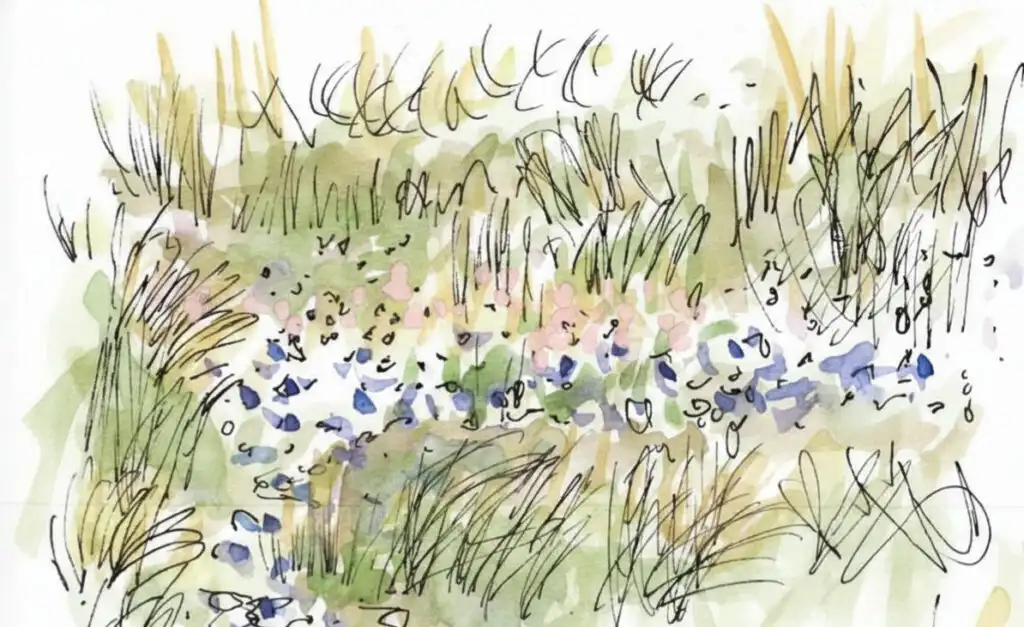 Croquis aquarelle de massif de jardin sec avec graminées et fleurs naturelles