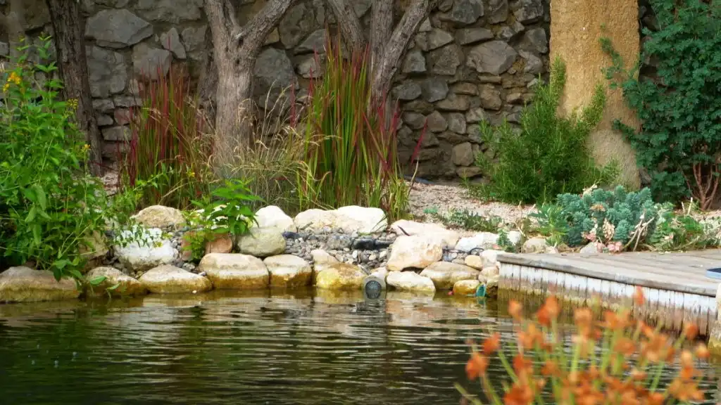 Détail de bassin de jardin avec pierres naturelles et plantes aquatiques
