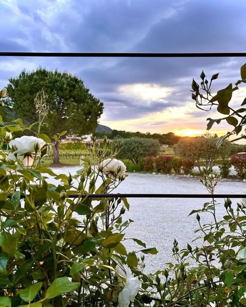Rosiers en fleur au premier plan avec vue sur un jardin et coucher de soleil en paysage méditerranéen