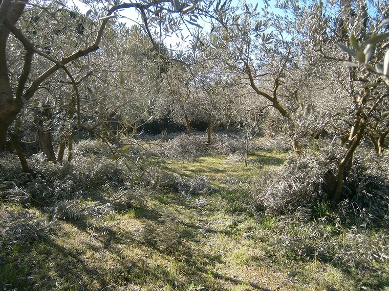 Oliveraie avec arbres d’oliviers et végétation naturelle en jardin méditerranéen