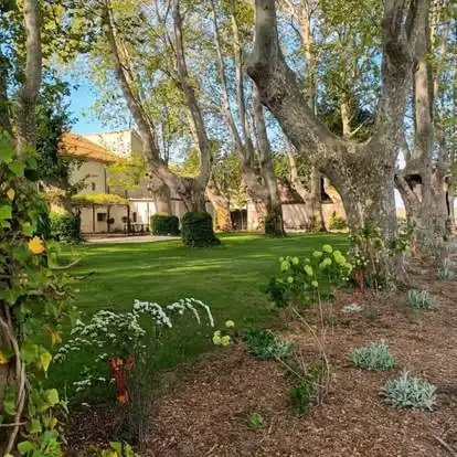 Aménagement paysager à Sarrians avec pelouse, massifs fleuris et plantations sous de grands platanes