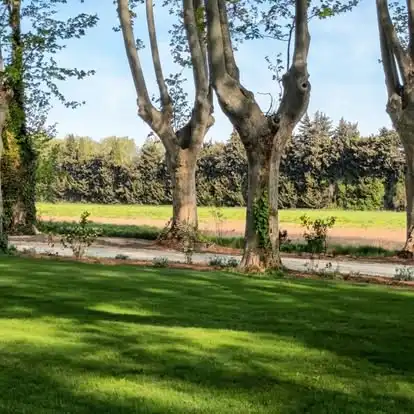 Jardin engazonné à Sarrians aménagé à l’ombre de grands platanes