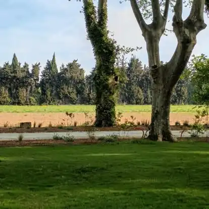 Jardin ombragé à Sarrians avec pelouse et plantations paysagères au pied de grands platanes