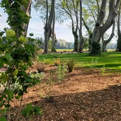 Massif paysager avec paillage et plantations sous les platanes d’un jardin à Sarrians
